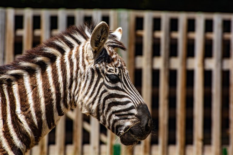 Ah Şu Belgesellik Canlılar